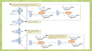 Role of Topoisomerase I and II in DNA Topology.pptx