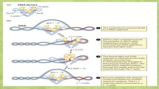 Role of Topoisomerase I and II in DNA Topology.pptx