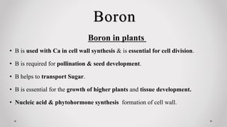 • B is used with Ca in cell wall synthesis & is essential for cell division.
• B is required for pollination & seed development.
• B helps to transport Sugar.
• B is essential for the growth of higher plants and tissue development.
• Nucleic acid & phytohormone synthesis formation of cell wall.
Boron in plants
Boron
 