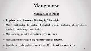  Required in small amounts 20–40 mg kg-1 dry weight.
 Major contributor to various biological systems including photosynthesis,
respiration, and nitrogen assimilation.
 Manganese is a cofactor activating over 35 enzymes.
 Manganese contributes to the resistance against diseases.
 Contributes greatly to plant tolerance to different environmental stress.
Manganese in Plant
Manganese
 