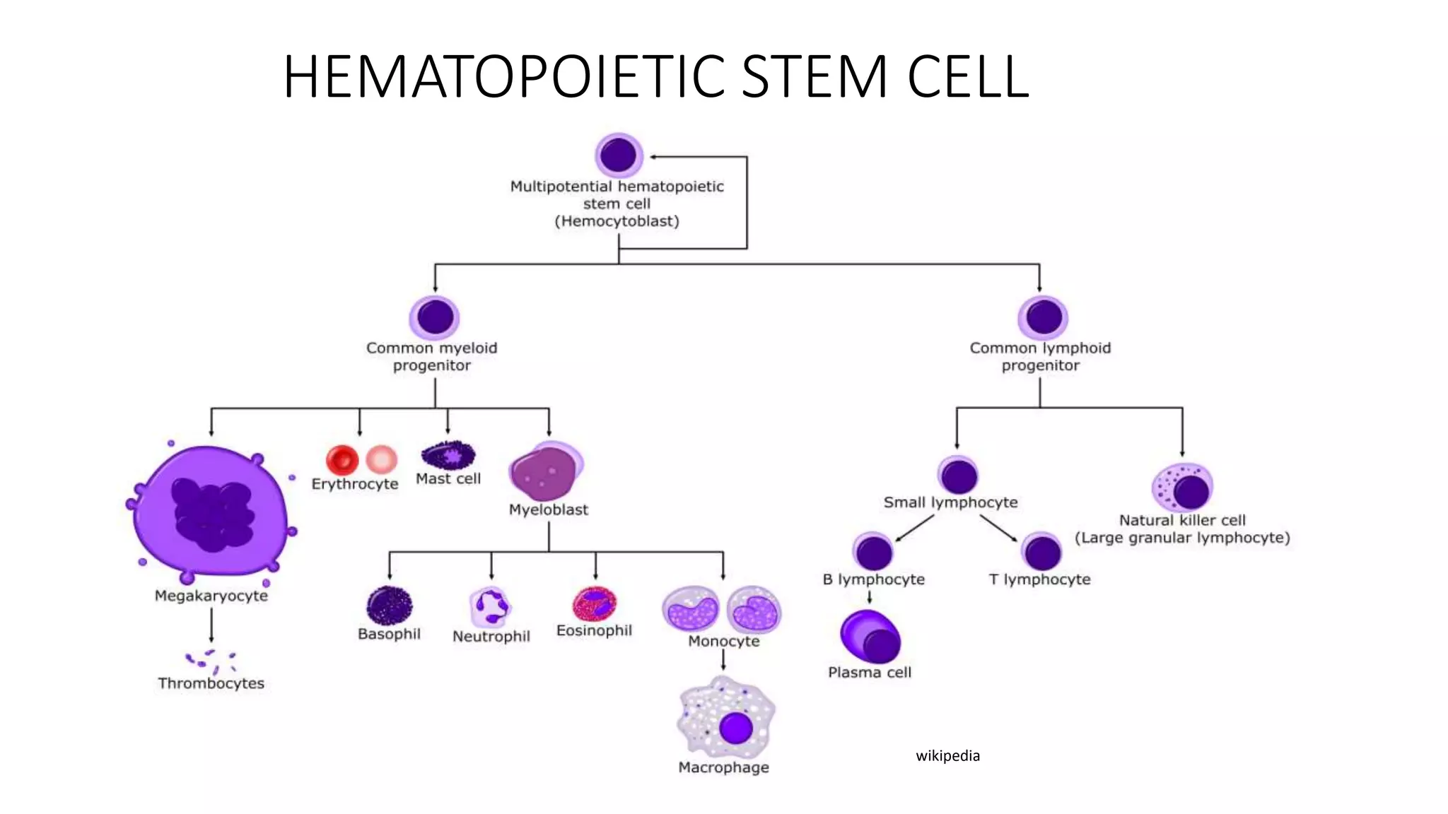 Role of transfusion medicine in hematopoietic stem cell | PPTX