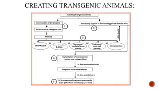 Role of transgenic animal in target validation.pptx