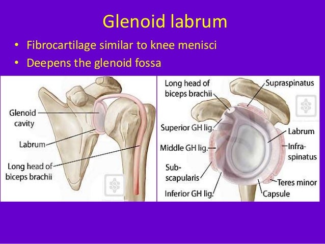 Role of ultrasound in clinical evaluation of shoulder Dr. Muhammad Bi…