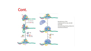 Role of upstream AUG codons in translation regulation (1).pptx