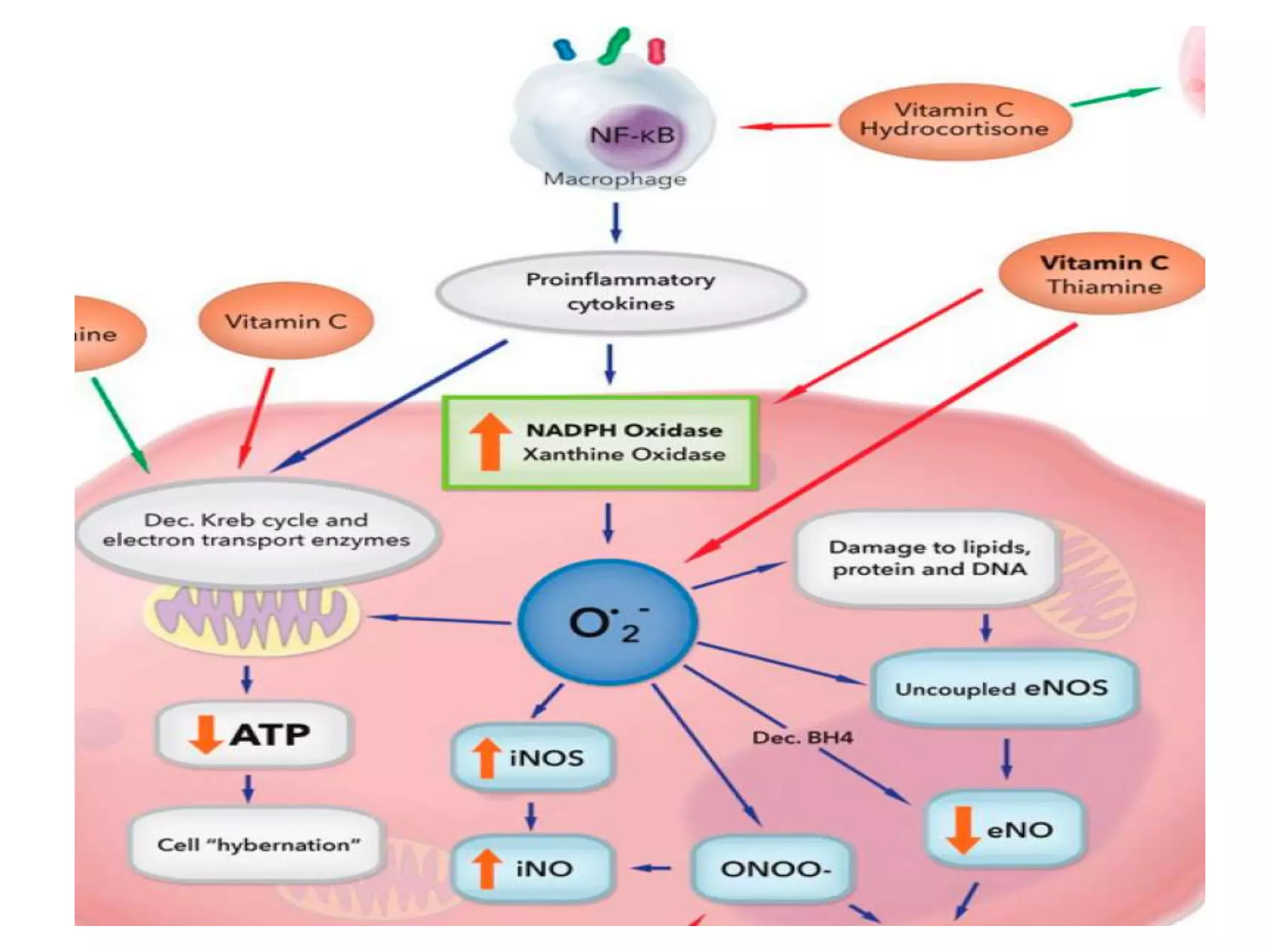 Role of vitamin c and thiamine in sepsis | PPTX | Blood Disorders ...