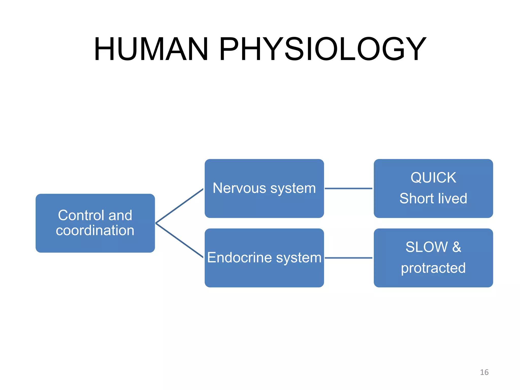 HUMAN PHYSIOLOGY
Control and
coordination
Nervous system
QUICK
Short lived
Endocrine system
SLOW &
protracted
16
 
