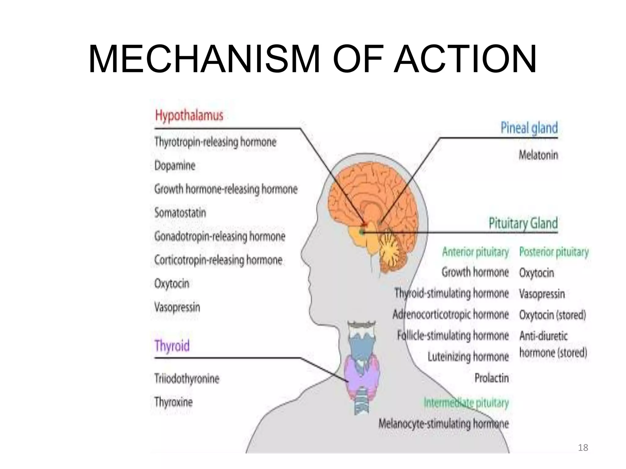 MECHANISM OF ACTION
18
 