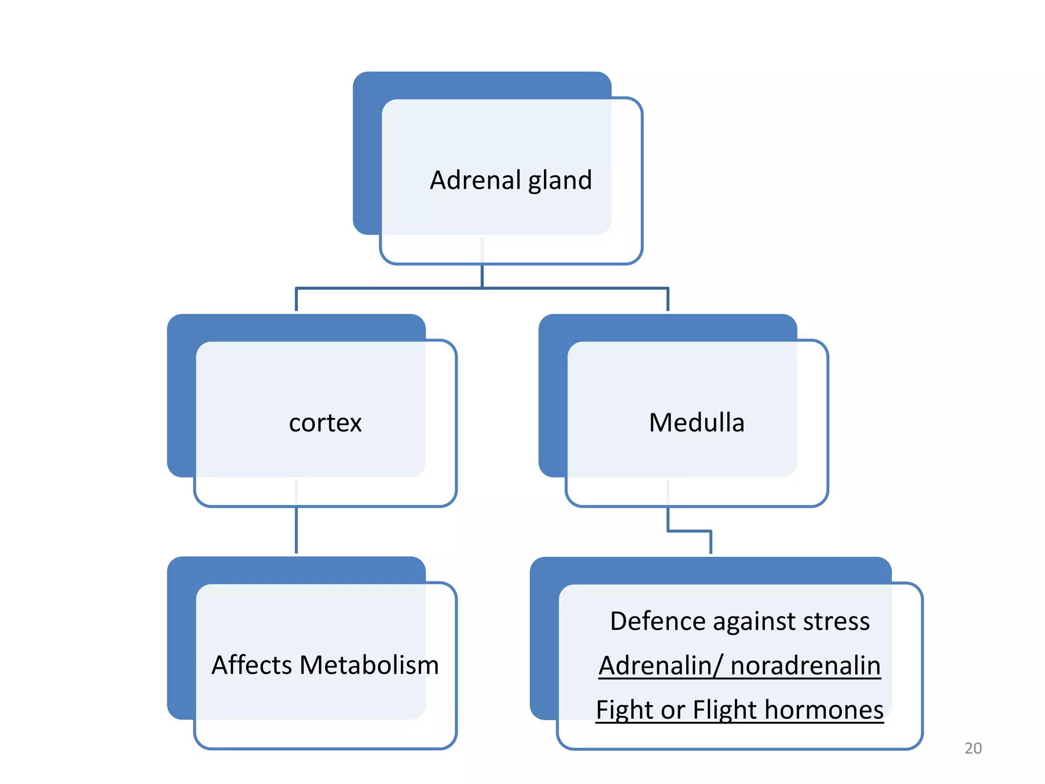 Adrenal gland
cortex
Affects Metabolism
Medulla
Defence against stress
Adrenalin/ noradrenalin
Fight or Flight hormones
20
 
