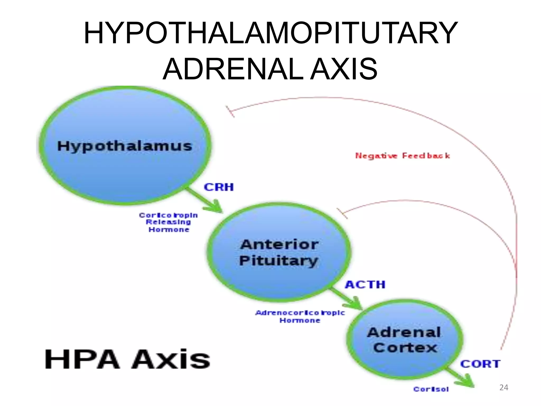 HYPOTHALAMOPITUTARY
ADRENAL AXIS
24
 