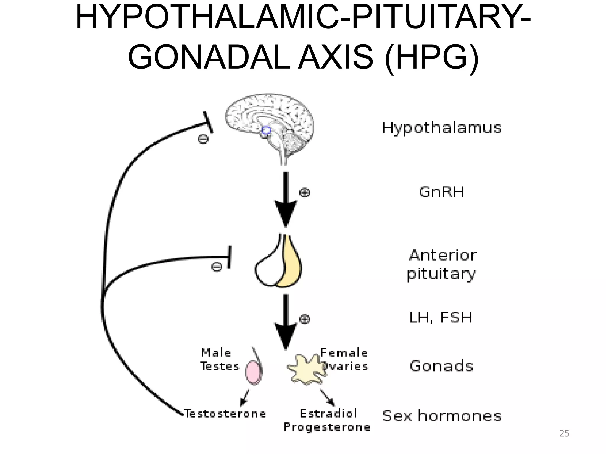 HYPOTHALAMIC-PITUITARY-
GONADAL AXIS (HPG)
25
 