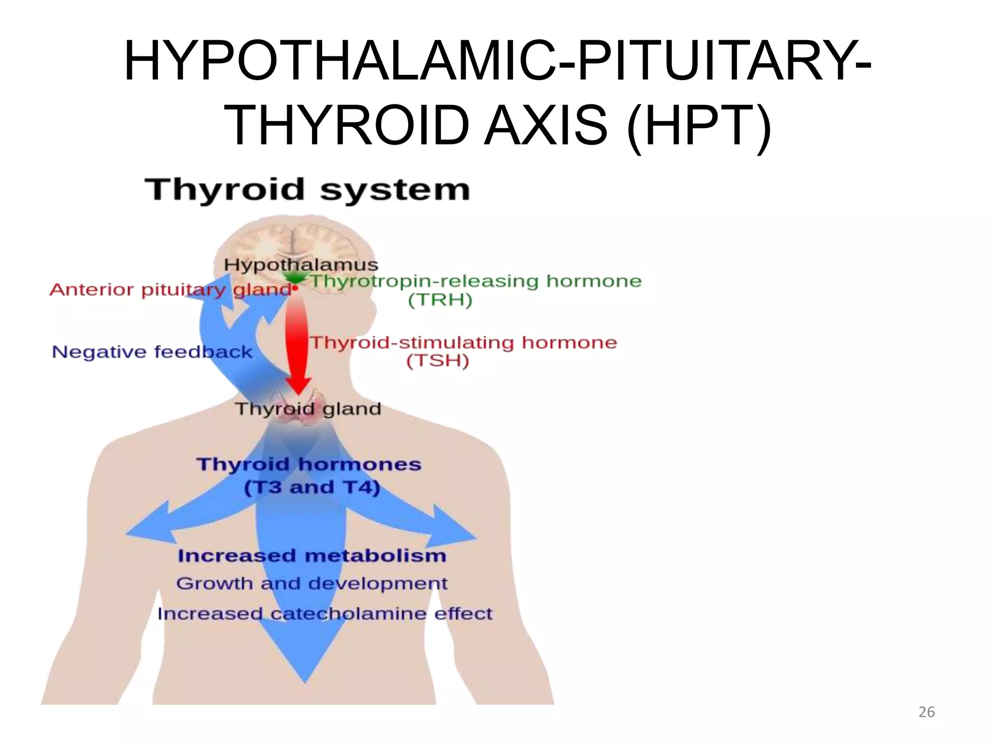 HYPOTHALAMIC-PITUITARY-
THYROID AXIS (HPT)
26
 