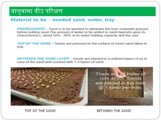 Seed Source Inspection Roles and activities of Seed Lab Seed testing, field inspection ...