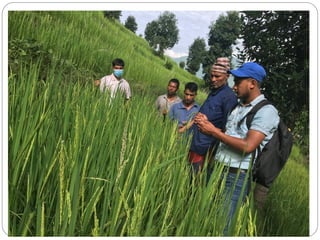 Seed Source Inspection Roles and activities of Seed Lab Seed testing, field inspection ...