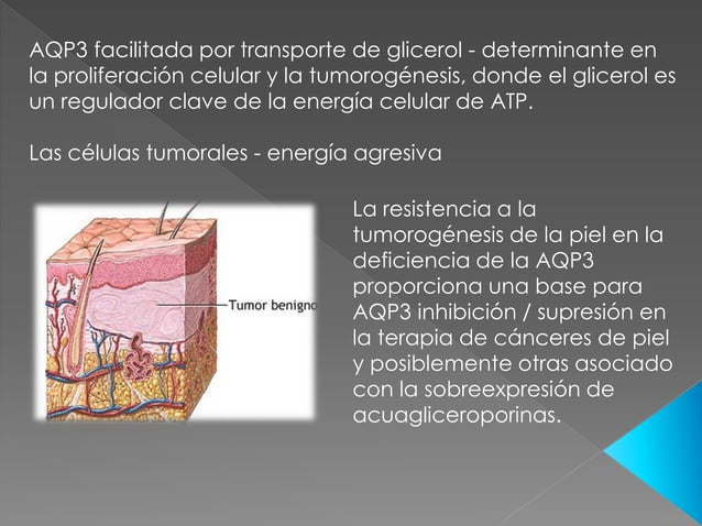Roles de la acuaporina 3 en la epidermis PPT