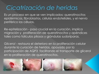 Roles de la acuaporina 3 en la epidermis