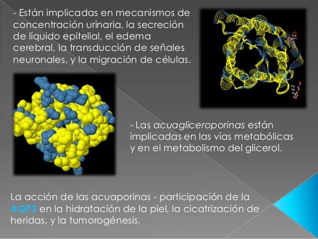 Roles de la acuaporina 3 en la epidermis