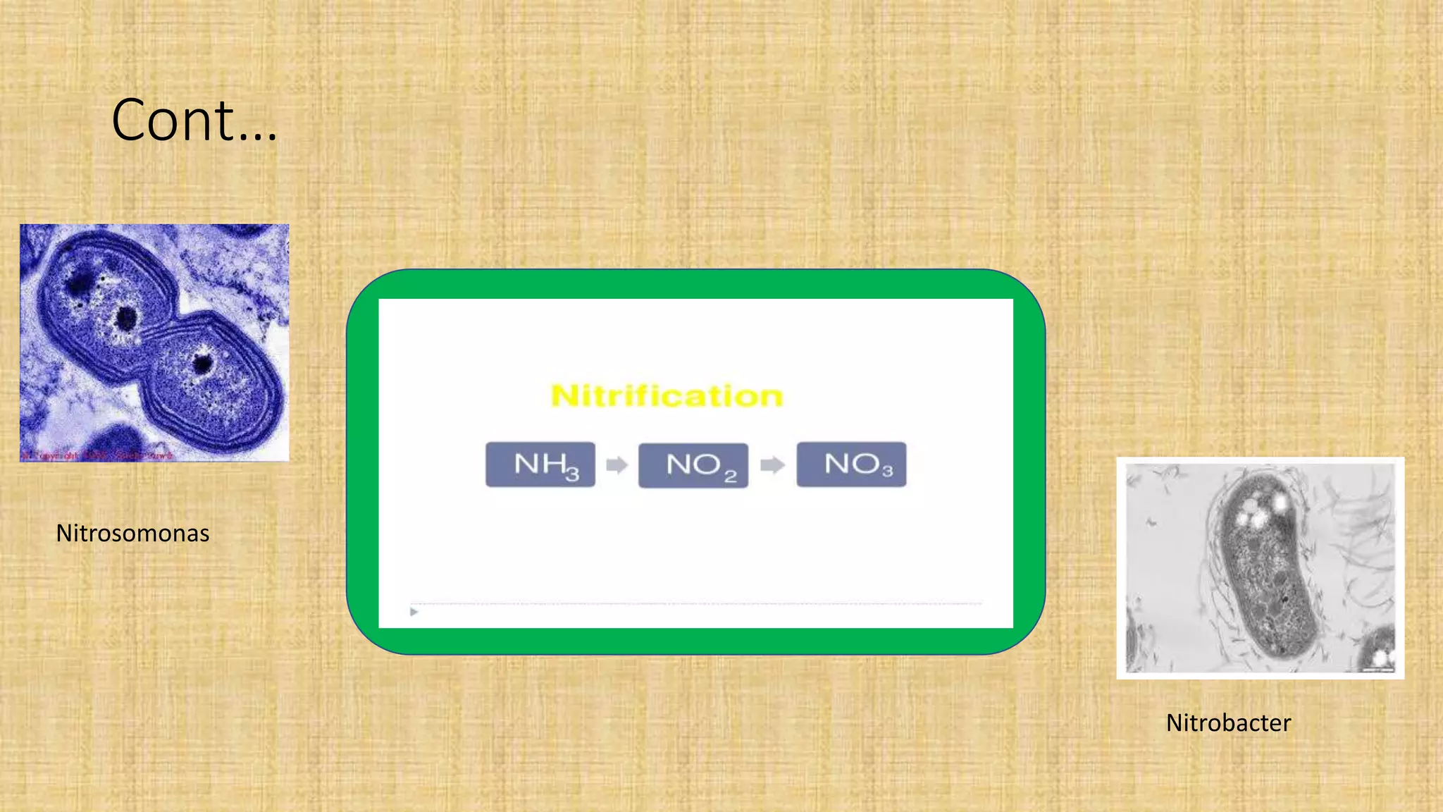 Roles of microbes in nitrogen cycle aritriya | PPTX