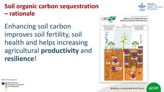 Scaling up soil carbon enhancement contributing to mitigate climate change