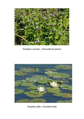 Gentiana cruciata – Goryczka krzyżowa




    Nymphea alba - Grzybień biały
 