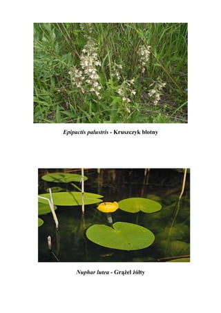 Epipactis palustris - Kruszczyk błotny




     Nuphar lutea - Grążel żółty
 