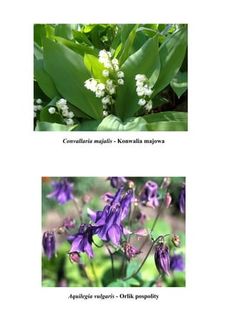 Convallaria majalis - Konwalia majowa




  Aquilegia vulgaris - Orlik pospolity
 