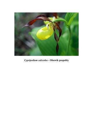Cypripedium calceolus - Obuwik pospolity
 