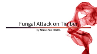 Fungal Attack on Timber
By Nazrul Azril Razlan
 