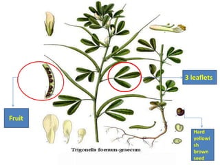 3 leaflets

Fruit
Hard
yellowi
sh
brown
seed

 