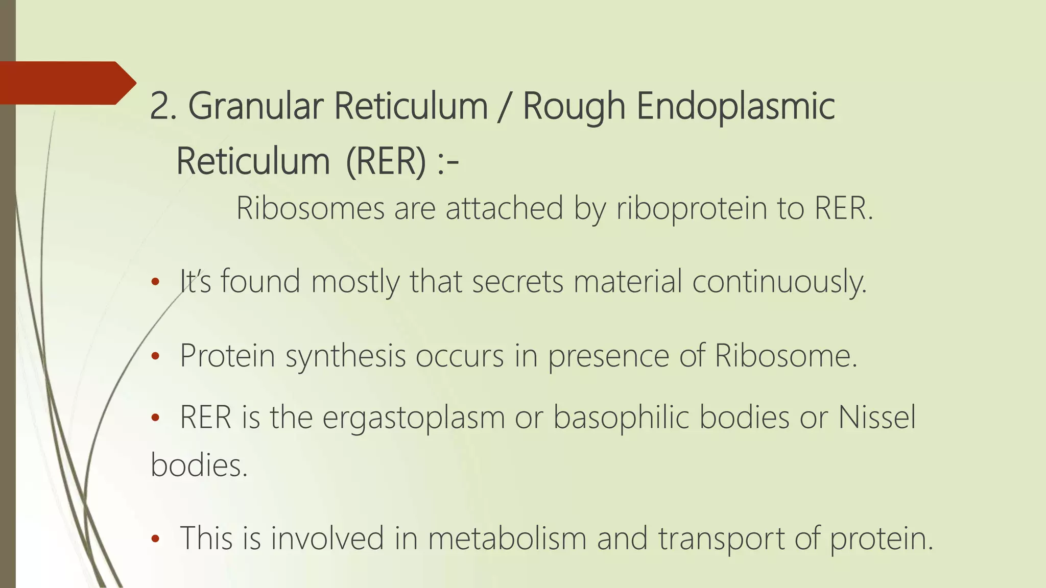 Roll#1033(Ali Rizwan) Endoplasmic Reticulum.pptx