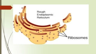 Roll#1033(Ali Rizwan) Endoplasmic Reticulum.pptx