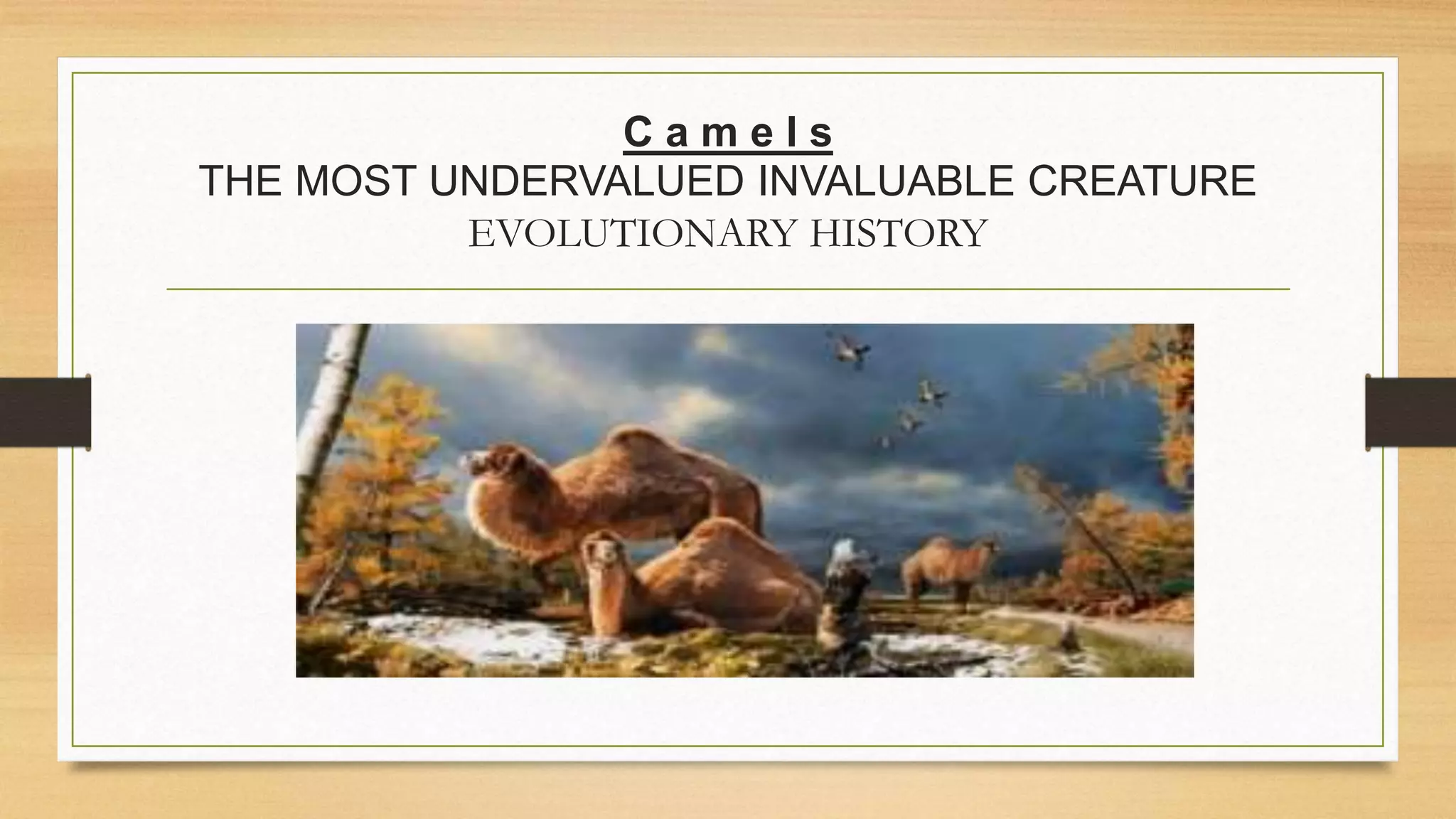 Camel Evolution by @Sana_Haroon | PPTX