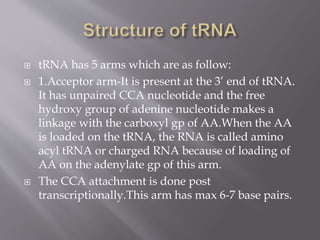  tRNA has 5 arms which are as follow:
 1.Acceptor arm-It is present at the 3’ end of tRNA.
It has unpaired CCA nucleotide and the free
hydroxy group of adenine nucleotide makes a
linkage with the carboxyl gp of AA.When the AA
is loaded on the tRNA, the RNA is called amino
acyl tRNA or charged RNA because of loading of
AA on the adenylate gp of this arm.
 The CCA attachment is done post
transcriptionally.This arm has max 6-7 base pairs.
 