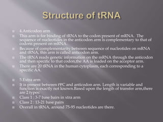  4.Anticodon arm
 This arm is for binding of tRNA to the codon present of mRNA. The
sequence of nucleotides in the anticodon arm is complementary to that of
codons present on mRNA.
 Because of complementarity between sequence of nucleotides on mRNA
and tRNA, this arm is called anticodon arm.
 The tRNA reads genetic information on the mRNA through the anticodon
and then specific to that codon,the AA is loaded on the acceptor arm.
 There are 20 tRNA in the human cytoplasm, each corresponding to a
specific AA.
 5.Extra arm
 It is present between tΨC and anticodon arm. Length is variable and
function is exactly not known.Based upon the length of transfer arm,there
are 2 types:
 Class 1 : 3-7 base bairs in xtra arm
 Class 2 : 13-21 base pairs
 Overall in tRNA, around 75-95 nucleotides are there.
 
