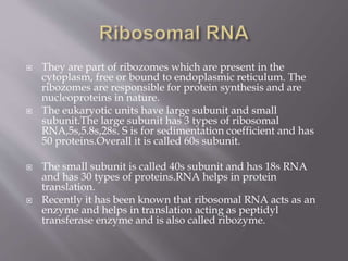  They are part of ribozomes which are present in the
cytoplasm, free or bound to endoplasmic reticulum. The
ribozomes are responsible for protein synthesis and are
nucleoproteins in nature.
 The eukaryotic units have large subunit and small
subunit.The large subunit has 3 types of ribosomal
RNA,5s,5.8s,28s. S is for sedimentation coefficient and has
50 proteins.Overall it is called 60s subunit.
 The small subunit is called 40s subunit and has 18s RNA
and has 30 types of proteins.RNA helps in protein
translation.
 Recently it has been known that ribosomal RNA acts as an
enzyme and helps in translation acting as peptidyl
transferase enzyme and is also called ribozyme.
 