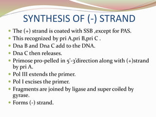 SYNTHESIS OF (-) STRAND
 The (+) strand is coated with SSB ,except for PAS.
 This recognized by pri A,pri B,pri C .
 Dna B and Dna C add to the DNA.
 Dna C then releases.
 Primose pro-pelled in 5’-3’direction along with (+)strand
by pri A.
 Pol III extends the primer.
 Pol I excises the primer.
 Fragments are joined by ligase and super coiled by
gyrase.
 Forms (-) strand.
 