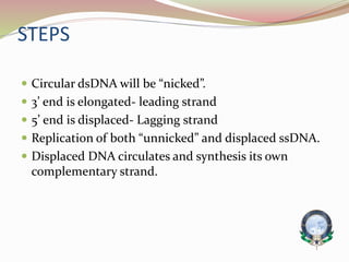 STEPS
 Circular dsDNA will be “nicked”.
 3’ end is elongated- leading strand
 5’ end is displaced- Lagging strand
 Replication of both “unnicked” and displaced ssDNA.
 Displaced DNA circulates and synthesis its own
complementary strand.
 