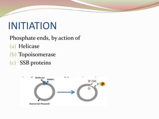 INITIATION
Phosphate ends, by action of
(a) Helicase
(b) Topoisomerase
(c) SSB proteins
 