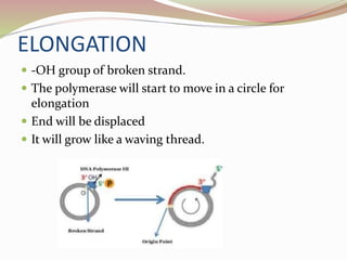 ELONGATION
 -OH group of broken strand.
 The polymerase will start to move in a circle for
elongation
 End will be displaced
 It will grow like a waving thread.
 