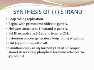 SYNTHESIS OF (+) STRAND
 Loop rolling replication.
 Begins with primosome added to gene A.
 Helicase attaches to (-) strand at gene A.
 Pol III extends the (+) strand from 3’-OH.
 Extension process generates a loop rolling structure.
 Old (+) strand is pelled off.
 Simultaneously newly formed 3’OH of old looped
strand attacks its 5’ phosphate terminus attaches to
5’protein A.
 