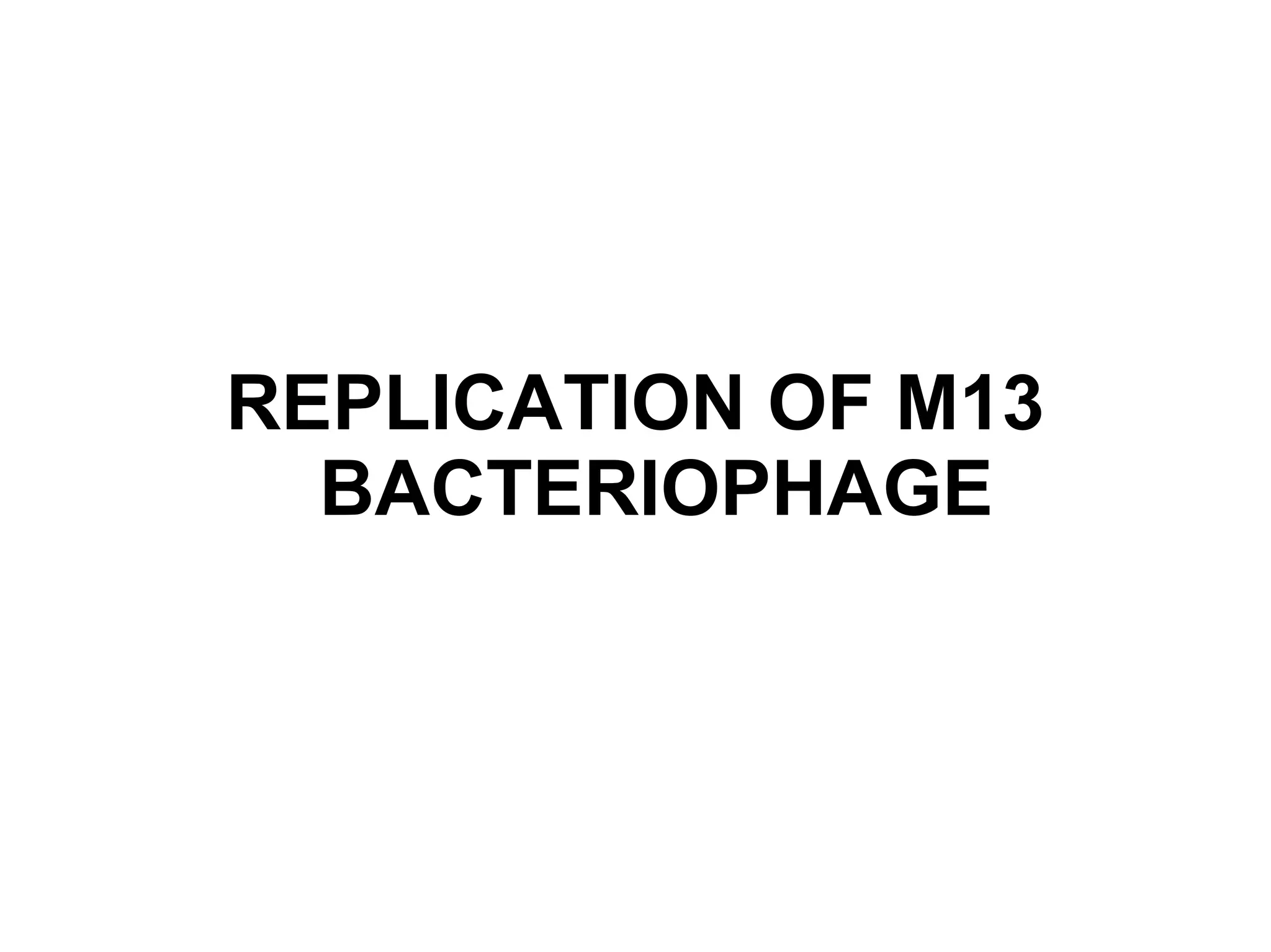 REPLICATION OF M13
BACTERIOPHAGE
 