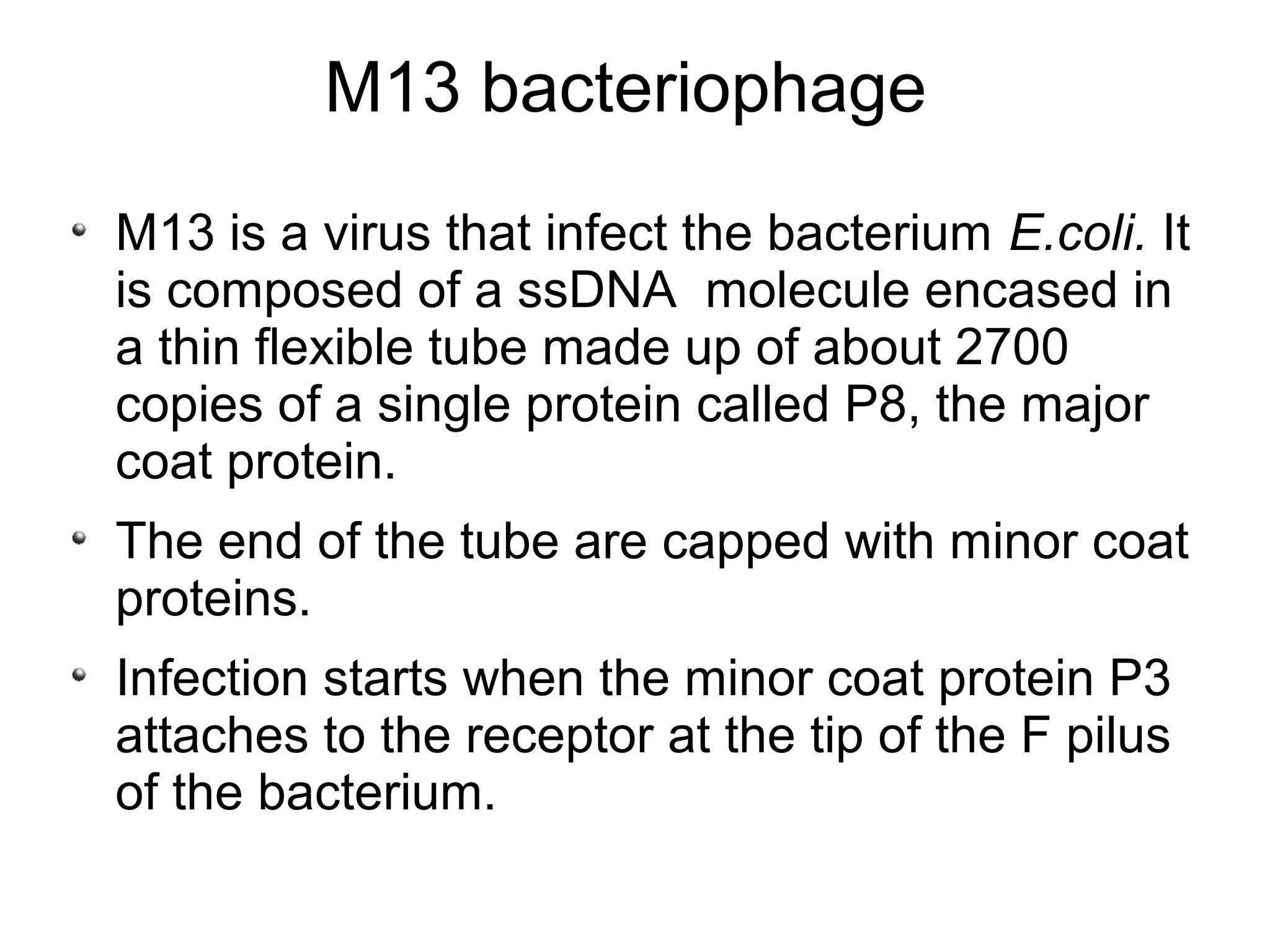 M13 bacteriophage
M13 is a virus that infect the bacterium E.coli. It
is composed of a ssDNA molecule encased in
a thin flexible tube made up of about 2700
copies of a single protein called P8, the major
coat protein.
The end of the tube are capped with minor coat
proteins.
Infection starts when the minor coat protein P3
attaches to the receptor at the tip of the F pilus
of the bacterium.
 