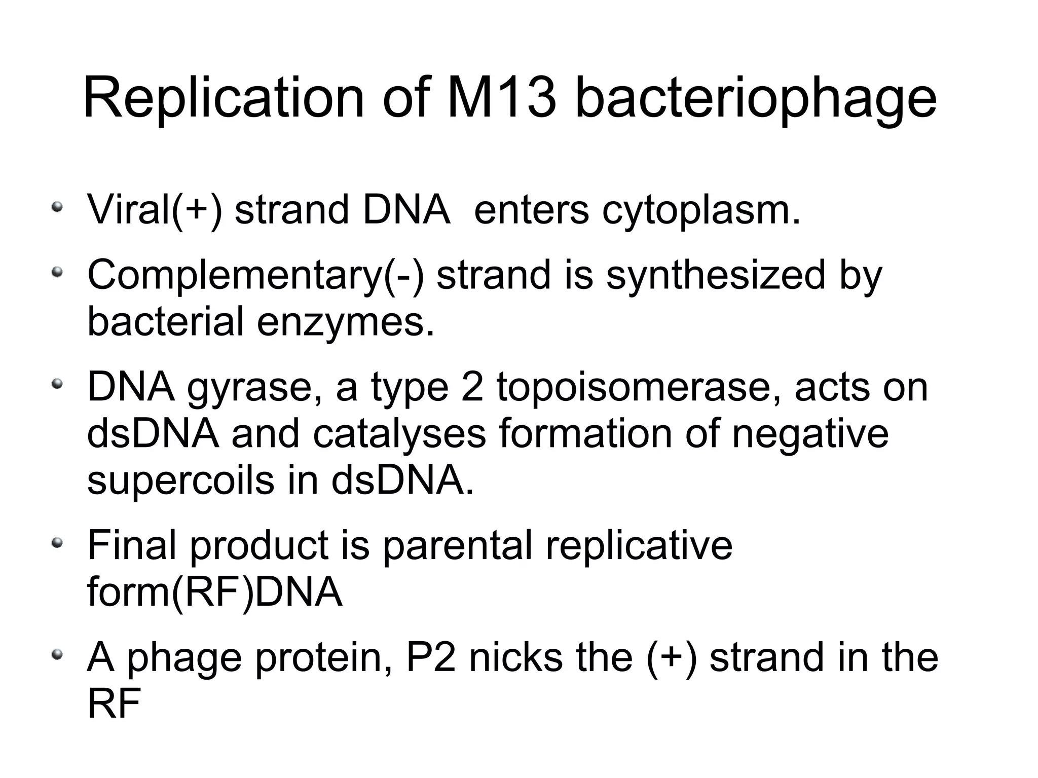 Replication of M13 bacteriophage
Viral(+) strand DNA enters cytoplasm.
Complementary(-) strand is synthesized by
bacterial enzymes.
DNA gyrase, a type 2 topoisomerase, acts on
dsDNA and catalyses formation of negative
supercoils in dsDNA.
Final product is parental replicative
form(RF)DNA
A phage protein, P2 nicks the (+) strand in the
RF
 