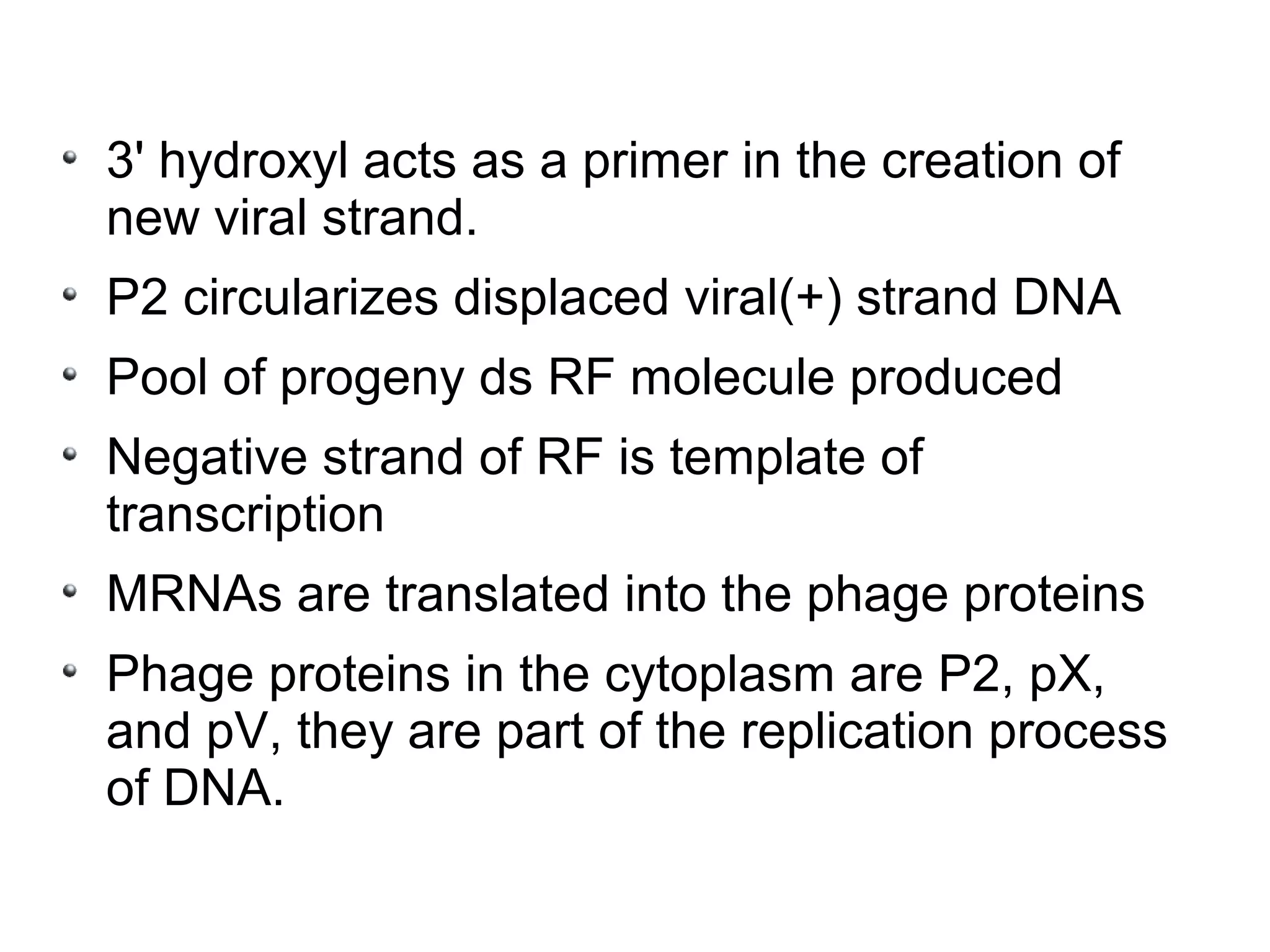 3' hydroxyl acts as a primer in the creation of
new viral strand.
P2 circularizes displaced viral(+) strand DNA
Pool of progeny ds RF molecule produced
Negative strand of RF is template of
transcription
MRNAs are translated into the phage proteins
Phage proteins in the cytoplasm are P2, pX,
and pV, they are part of the replication process
of DNA.
 