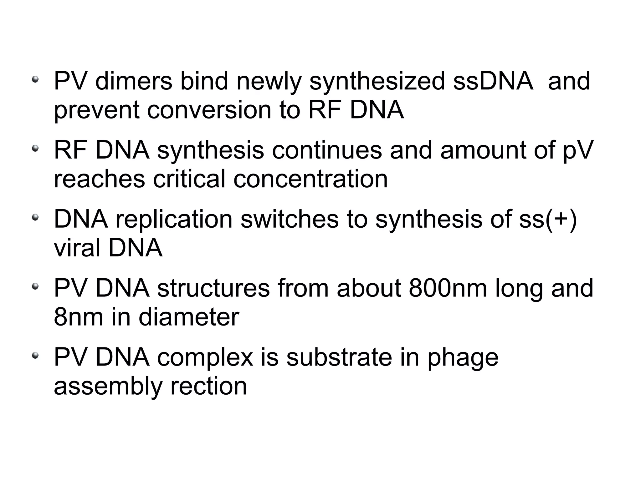 PV dimers bind newly synthesized ssDNA and
prevent conversion to RF DNA
RF DNA synthesis continues and amount of pV
reaches critical concentration
DNA replication switches to synthesis of ss(+)
viral DNA
PV DNA structures from about 800nm long and
8nm in diameter
PV DNA complex is substrate in phage
assembly rection
 