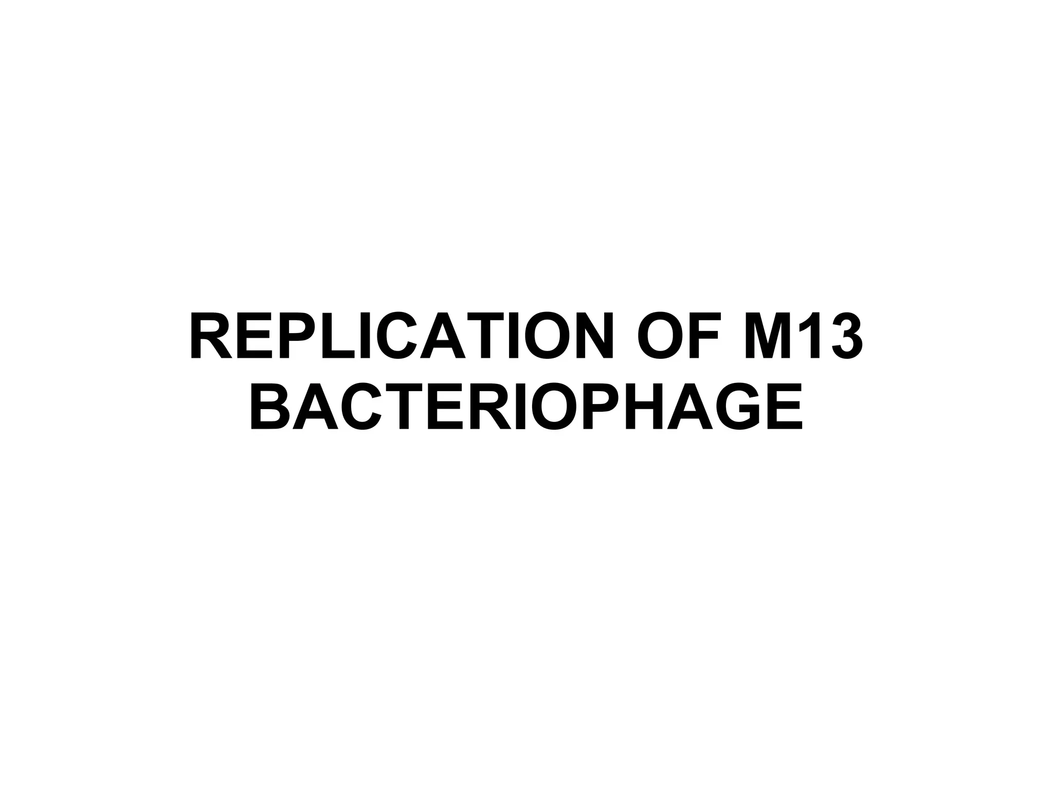 REPLICATION OF M13
BACTERIOPHAGE
 