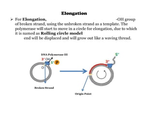 Rolling circle model and m13 bacteriophage replication | PPT