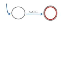 Rolling circle model and m13 bacteriophage replication | PPT