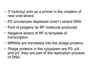 Rolling circle model and m13 bacteriophage replication | PPT