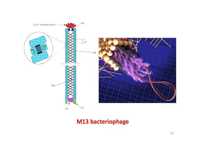 Rolling circle model and m13 bacteriophage replication | PPT