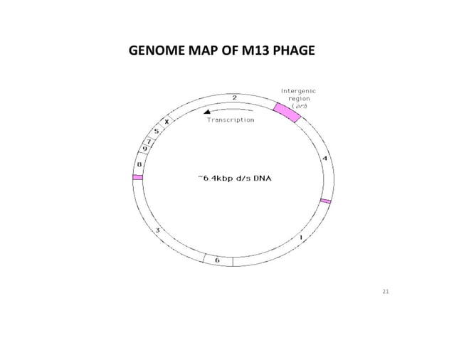 Rolling circle model and m13 bacteriophage replication | PPT